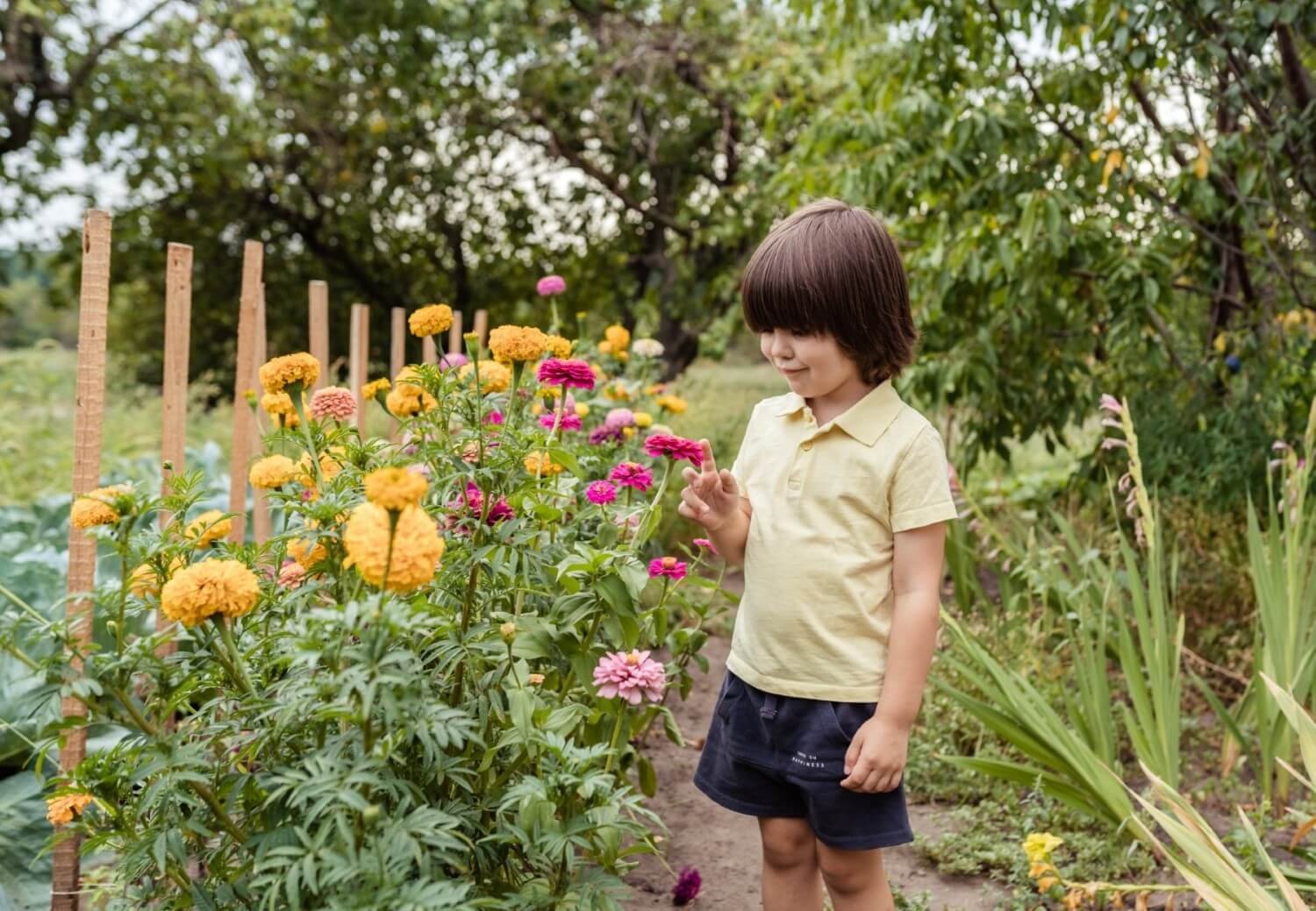 Servicios 10 little toddler boy picking up zinnia flowers in ki 2025 02 12 00 58 18 utc MSVQ74W
