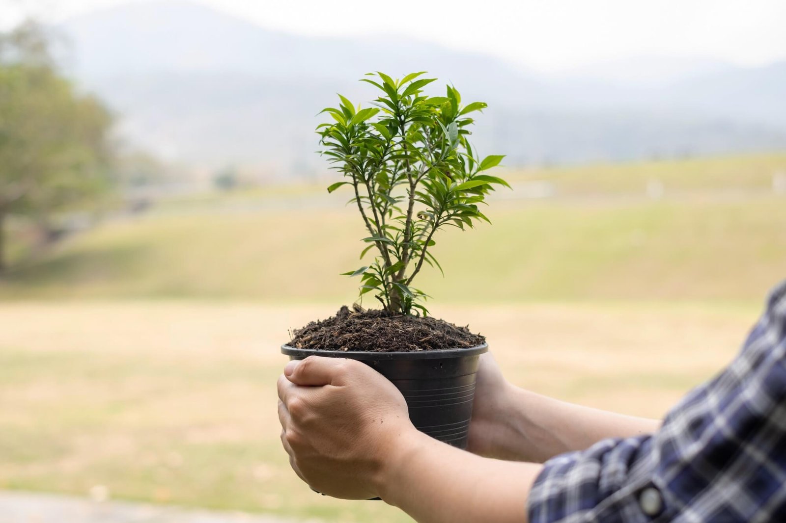 Sobre Nosotros 5 the young man s hands are planting young seedlings 2025 01 10 16 30 57 utc EQWGPGF